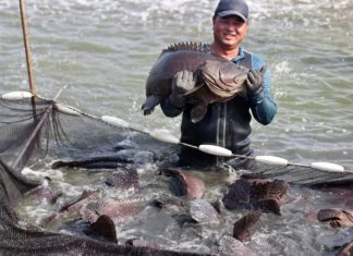 您知道中國禁台灣石斑之後,其實偷偷摸摸從香港進口嗎?